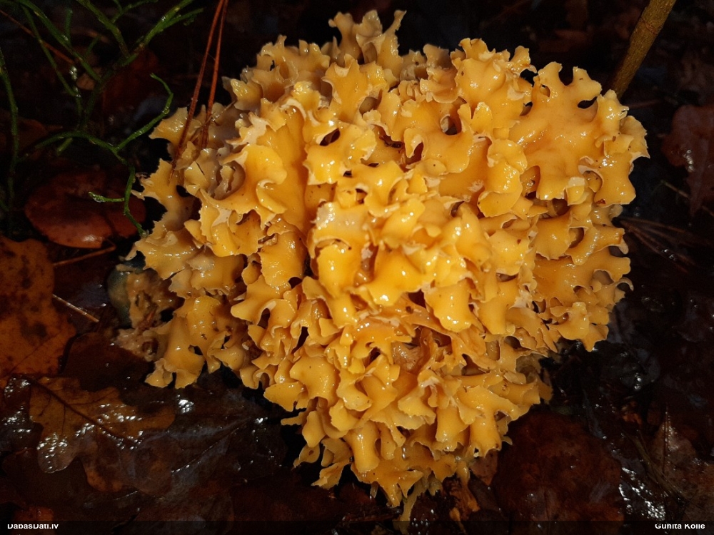 Brain Fungus