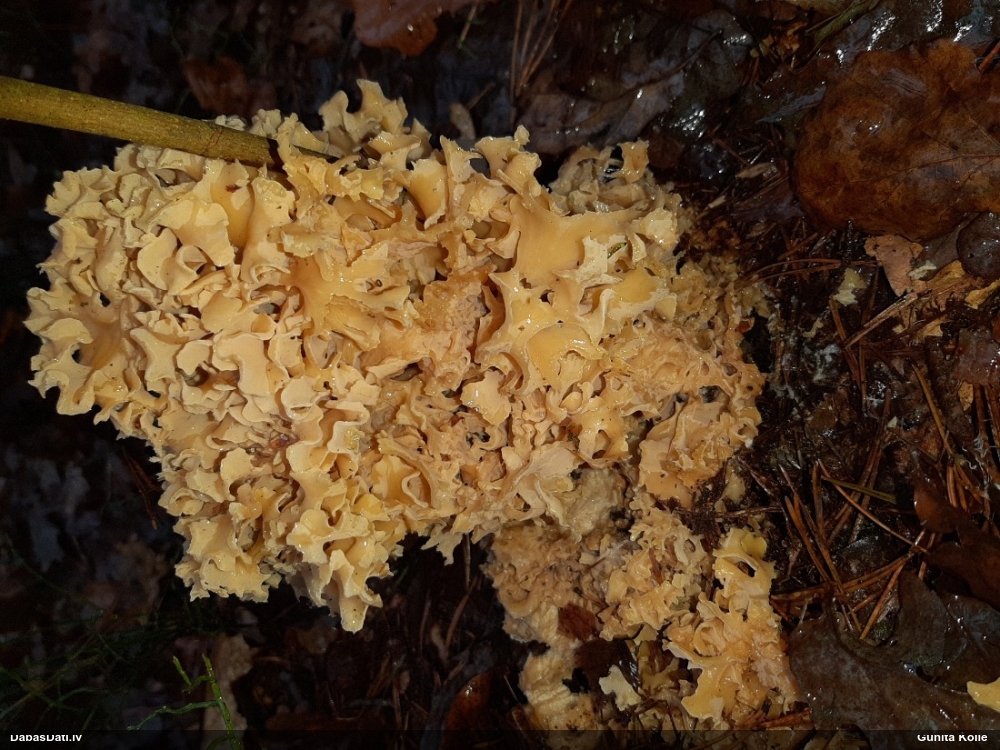 Brain Fungus
