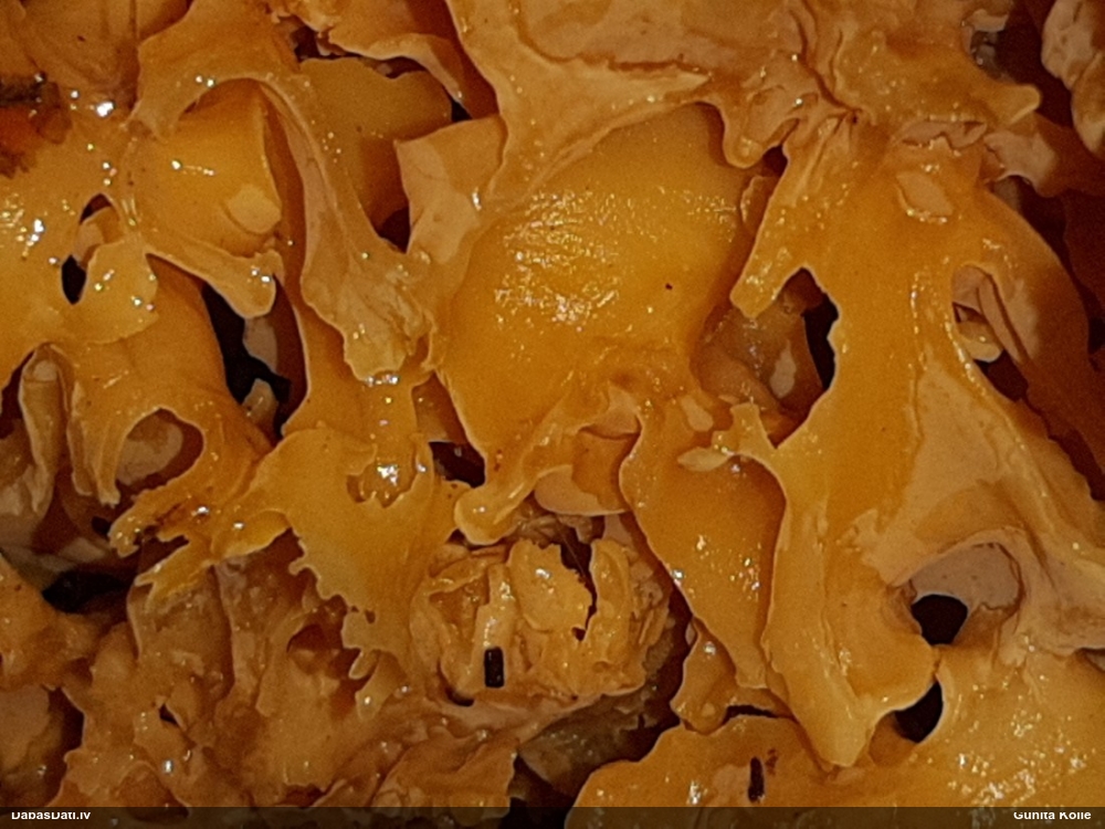 Brain Fungus