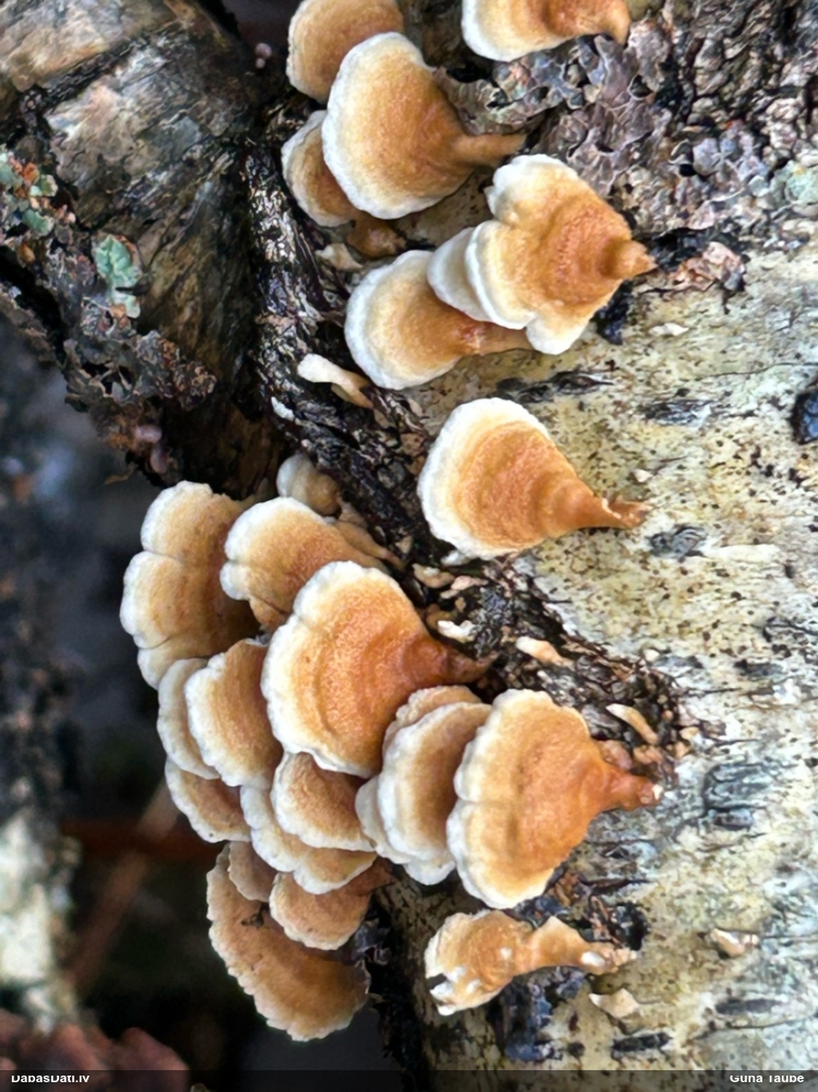 Cirtainā kroklapīte