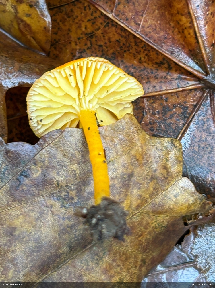 Lapiņsēne (nenoteikta)