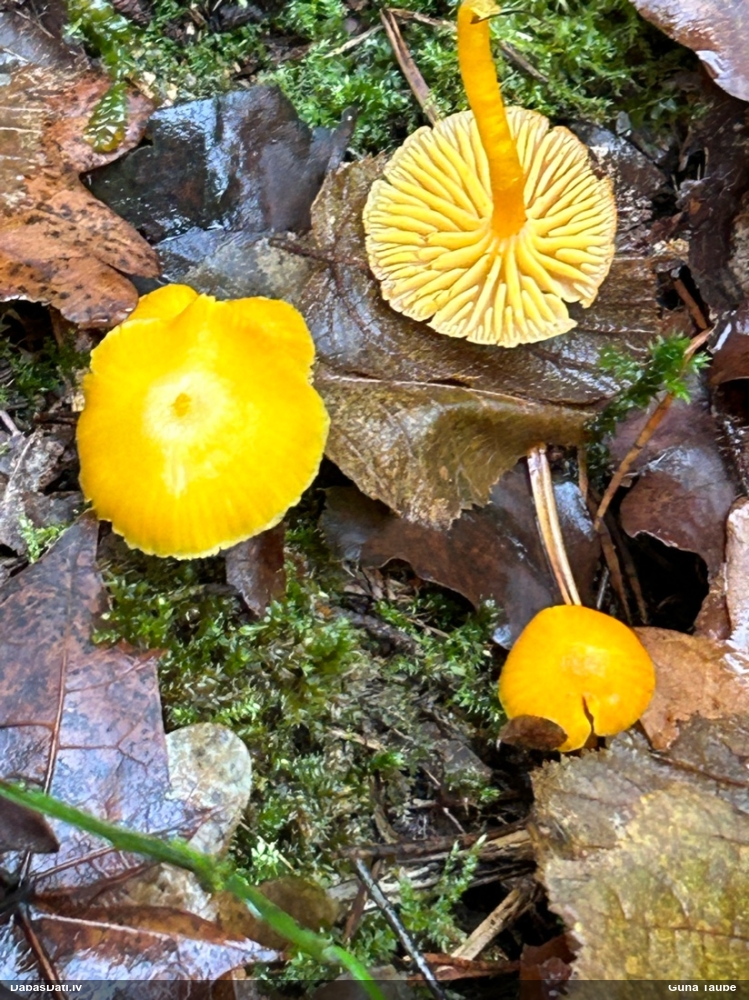 Lapiņsēne (nenoteikta)