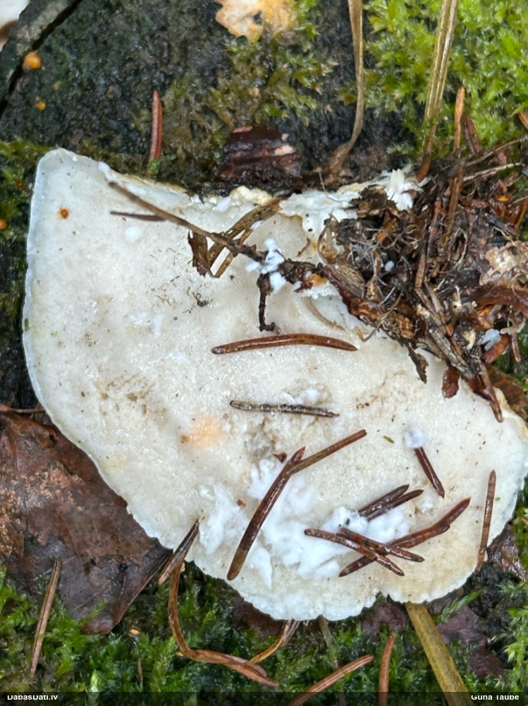 Ziemeļu klimakociste