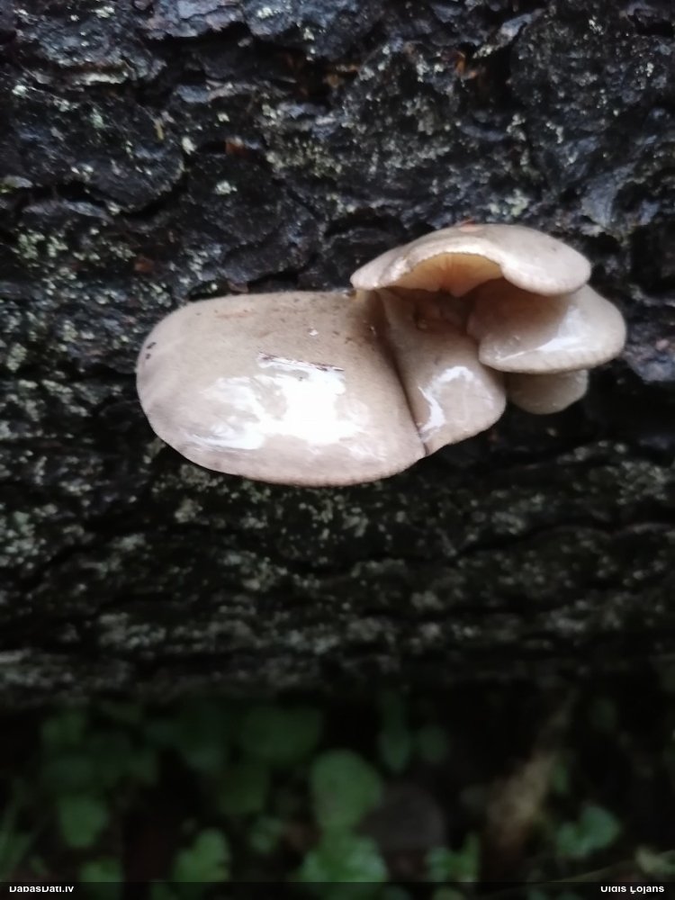 Vēlā pundurkamolene
