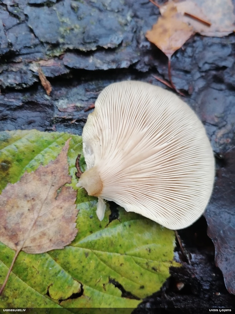 Vēlā pundurkamolene