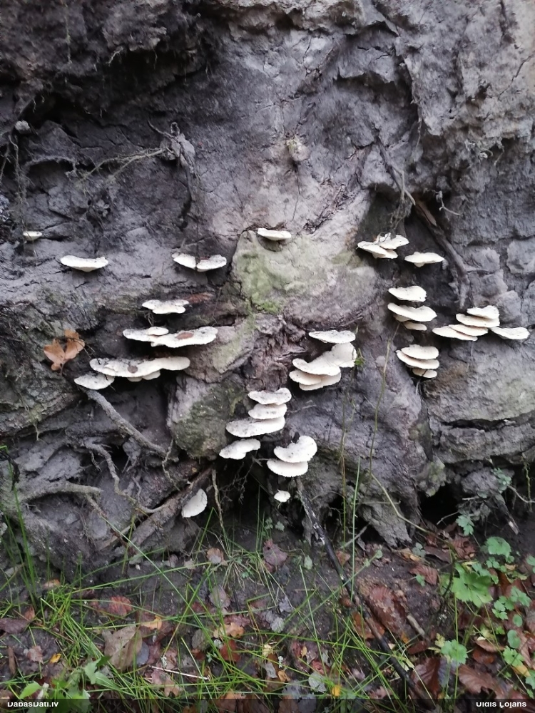 Ziemeļu klimakociste