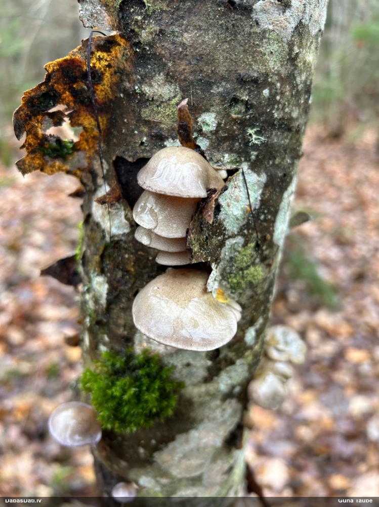 Vēlā pundurkamolene