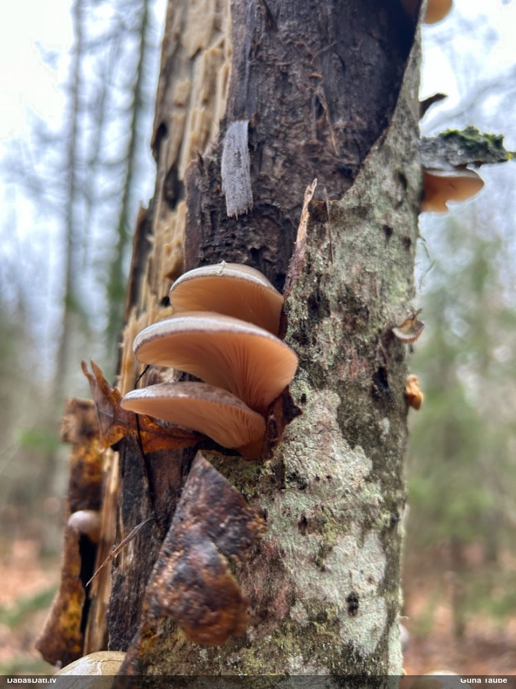 Vēlā pundurkamolene