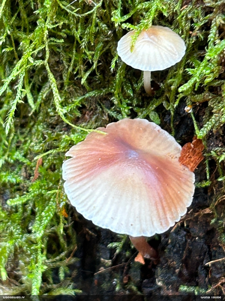 Zefīra sēntiņa