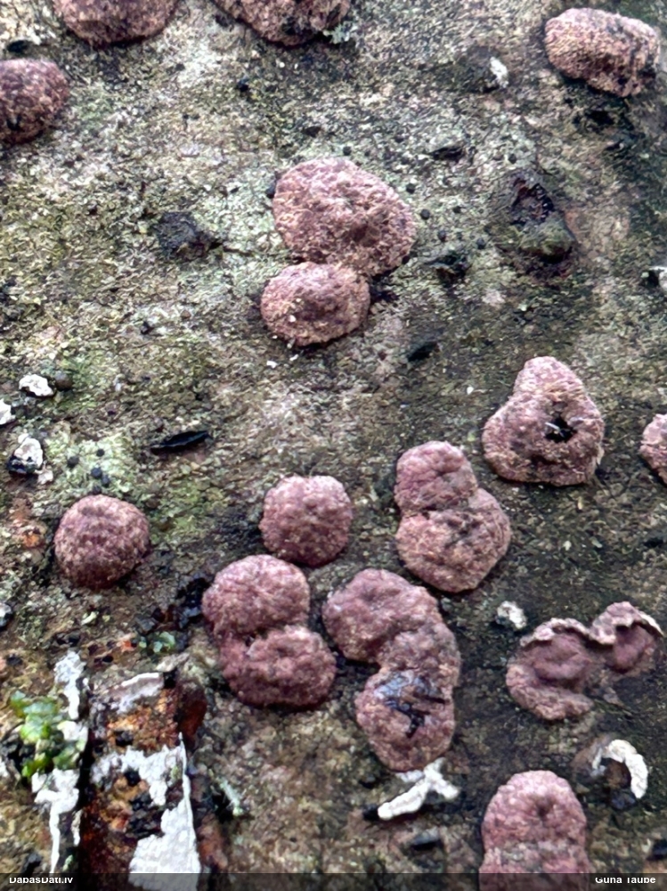Sēne Hypoxylon fuscum