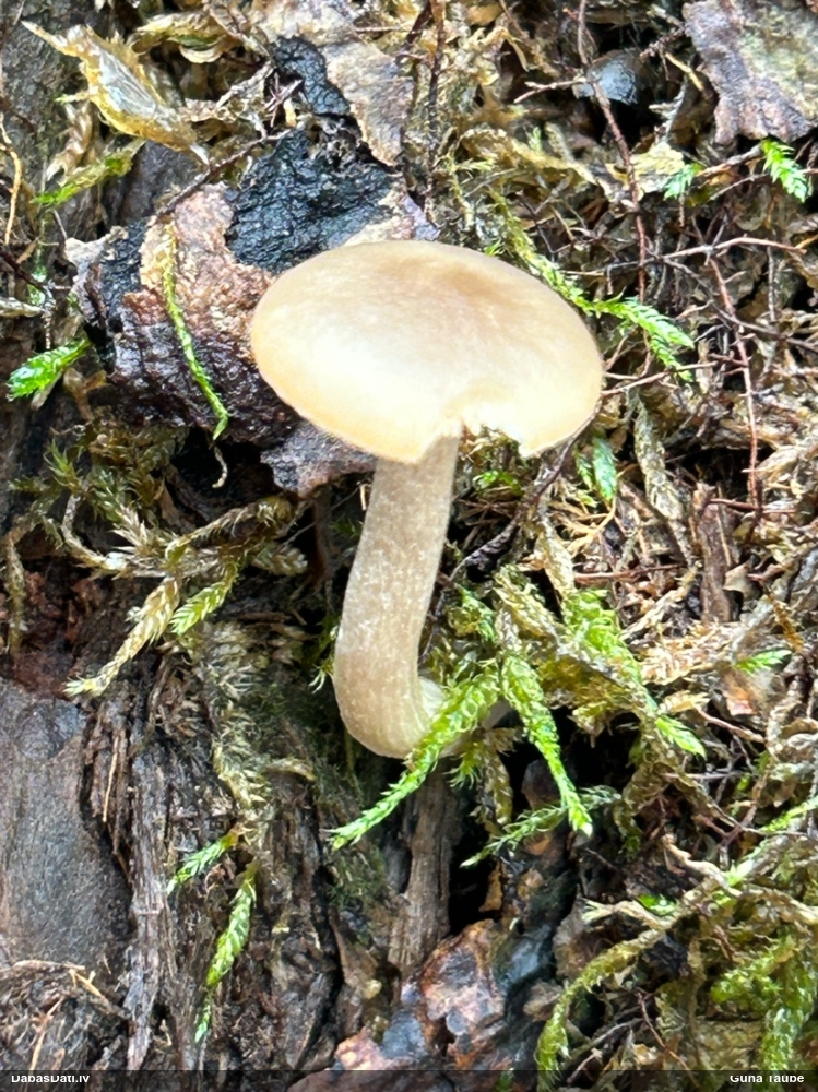 Lapiņsēne (nenoteikta)