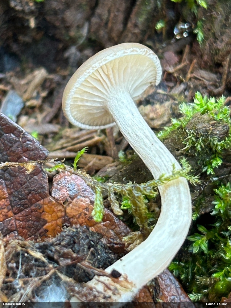 Lapiņsēne (nenoteikta)