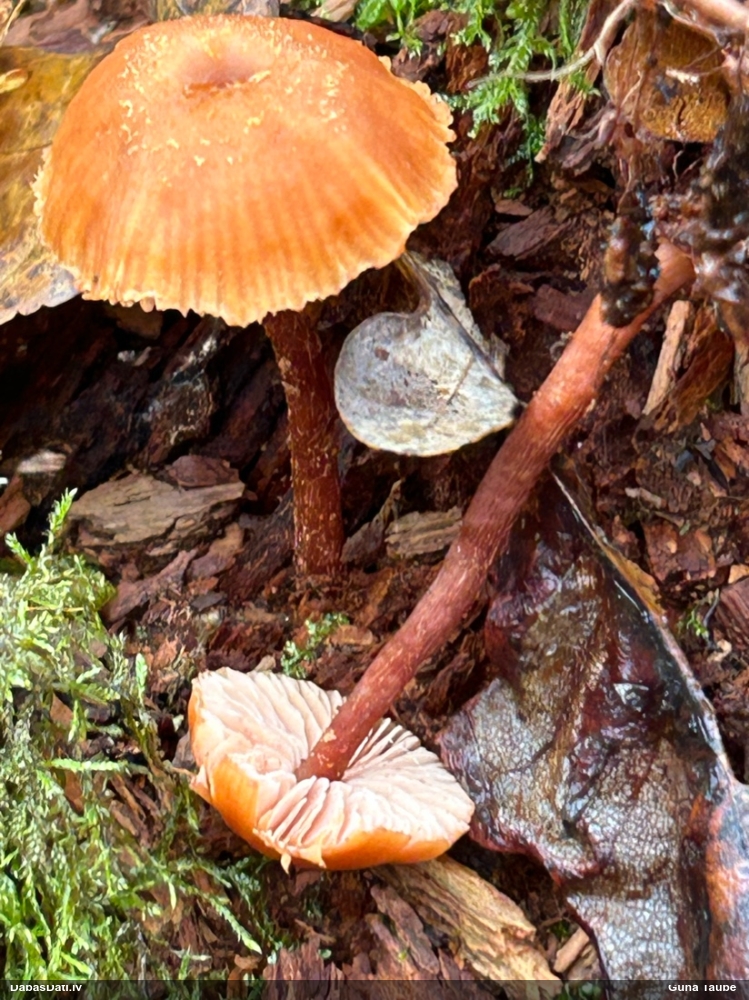 Lapiņsēne (nenoteikta)