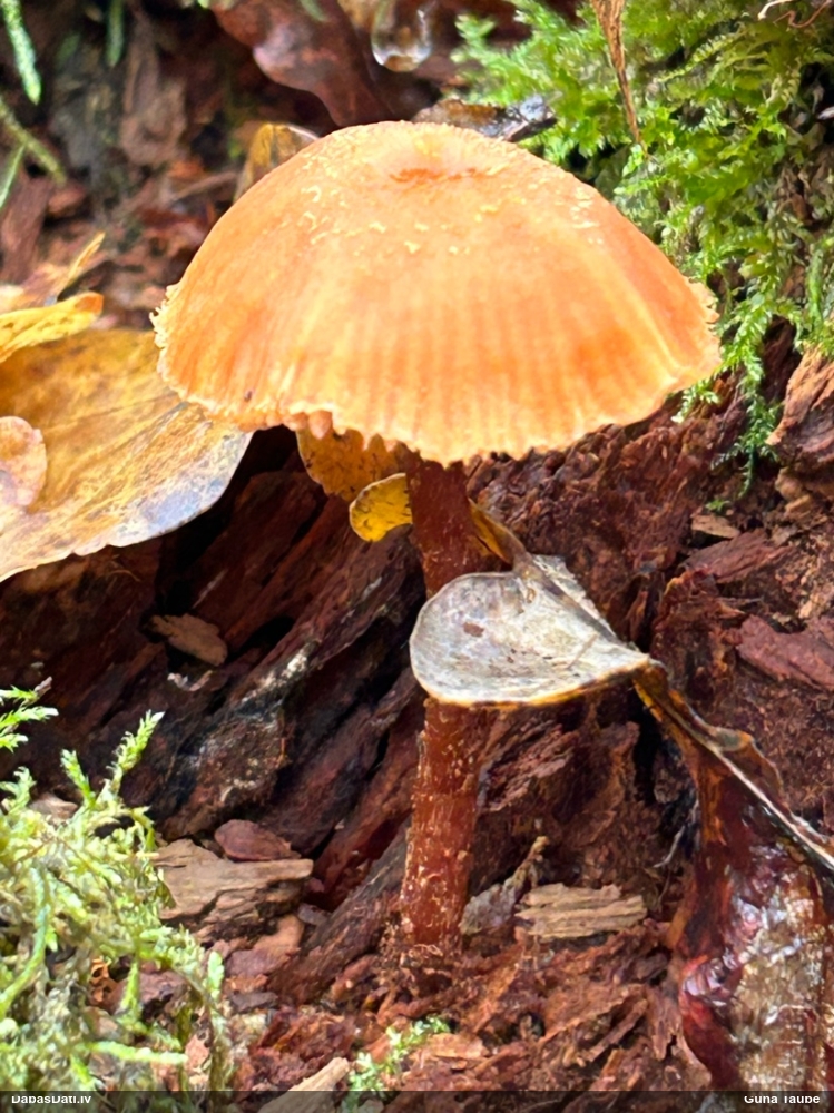 Lapiņsēne (nenoteikta)