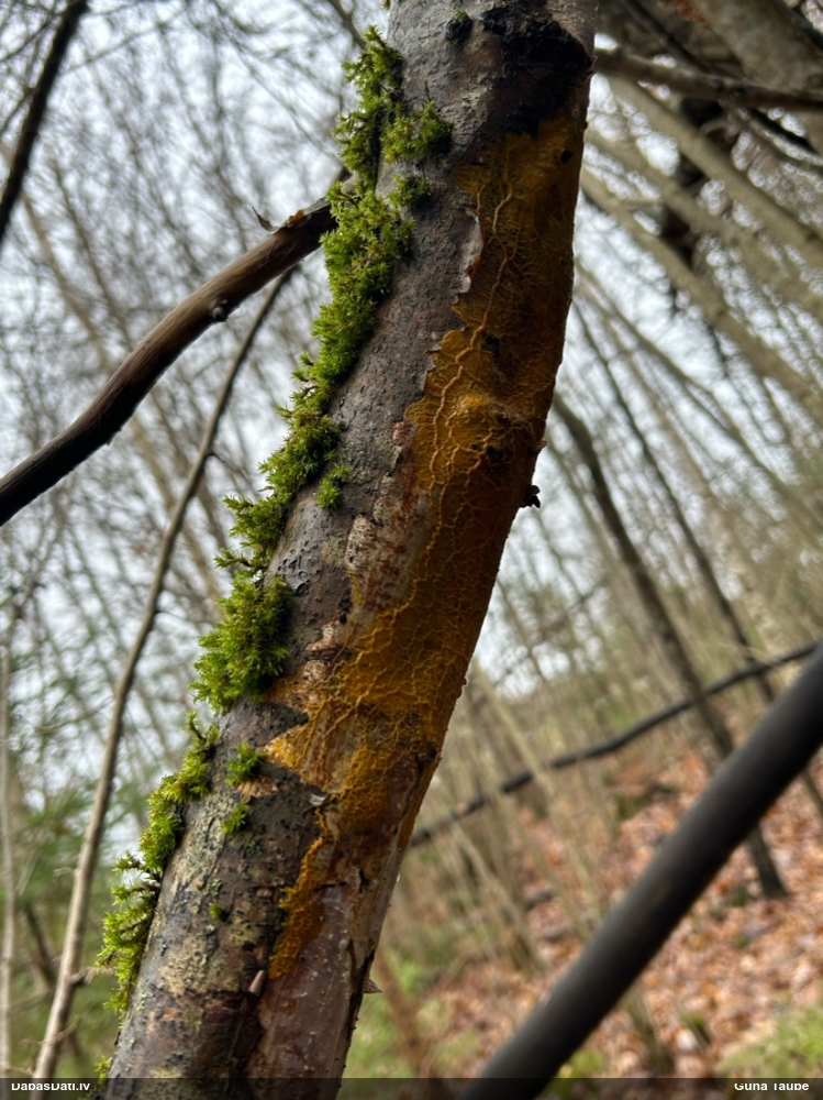 Vīnogķekaru dzelksnīte