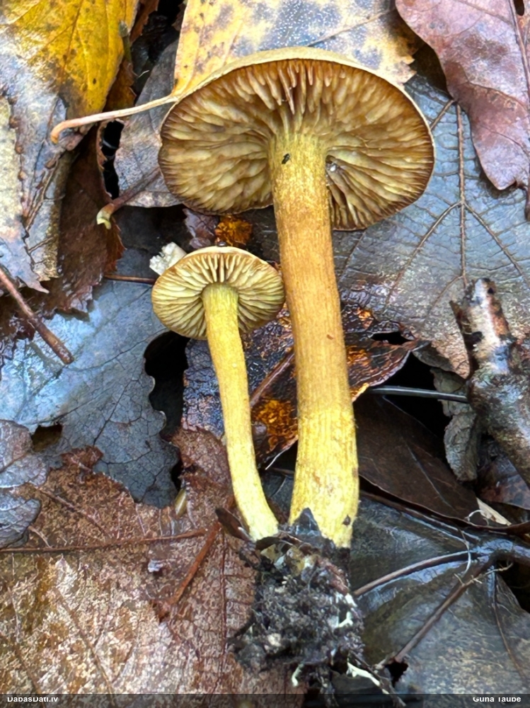 Tīmeklene Cortinarius sp.