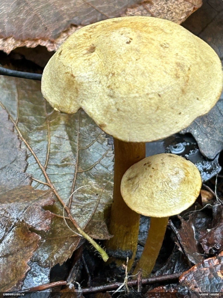 Tīmeklene Cortinarius sp.