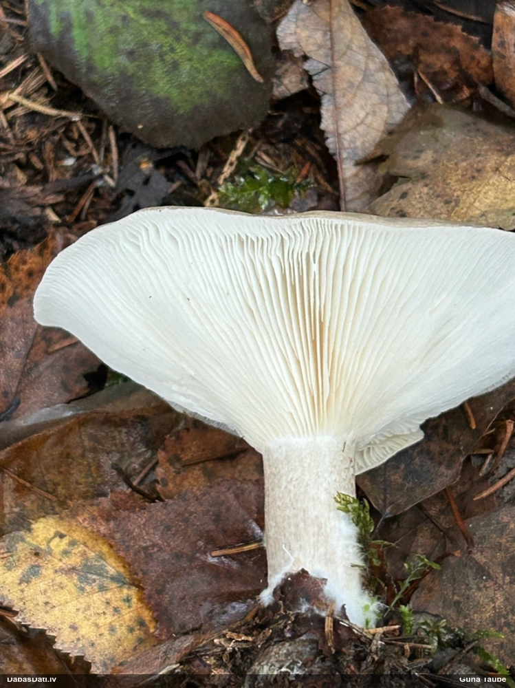 Dūmainā aplocene, piltuvene, liepene