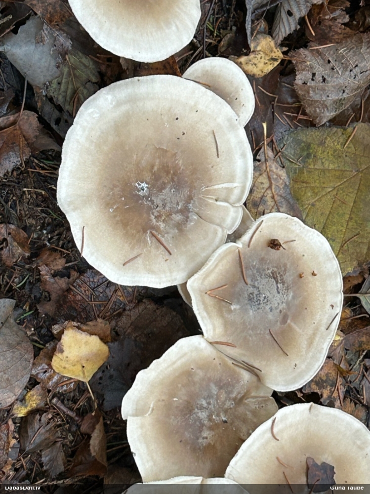 Dūmainā aplocene, piltuvene, liepene