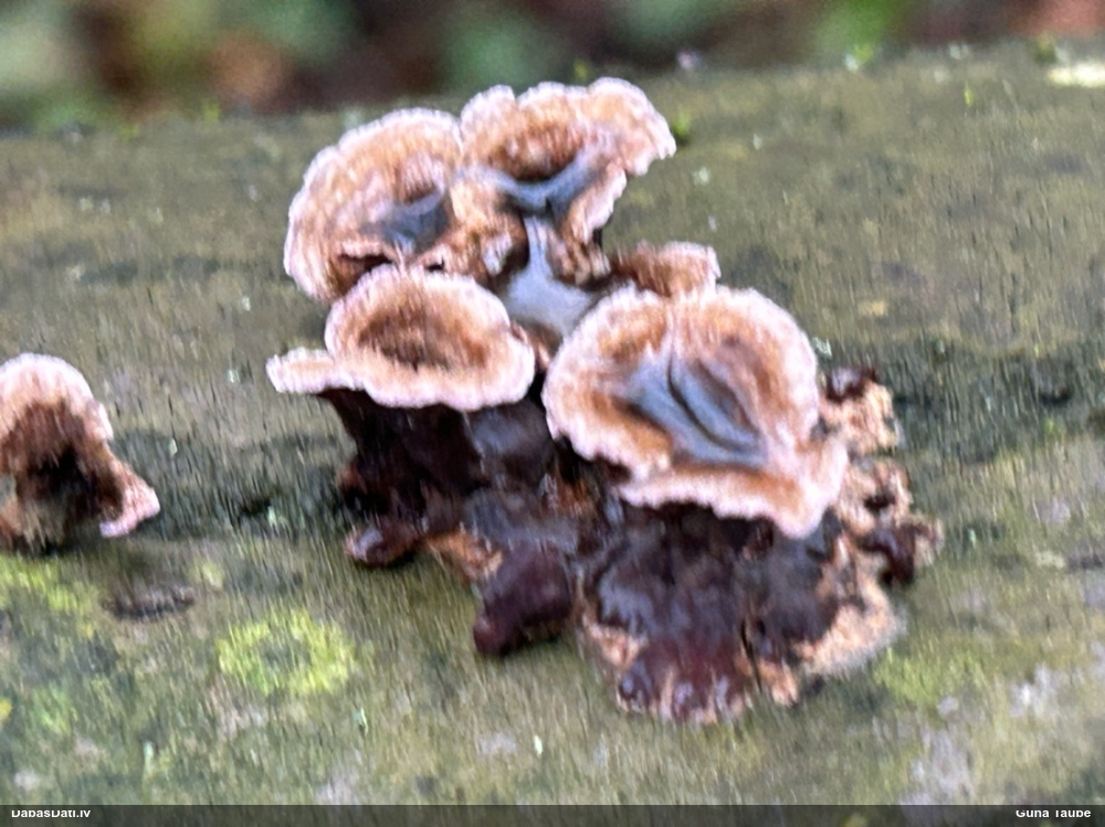 Purpura sīkpiepe