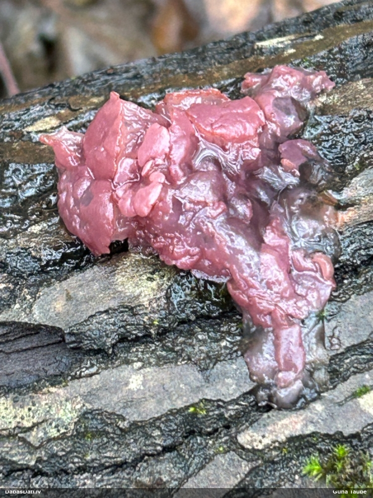 Krokainā purpurlāsene