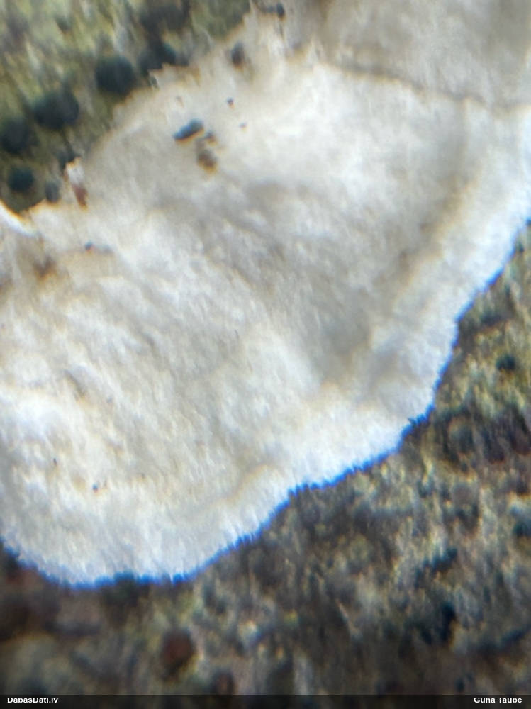 Sēne Plicatura nivea