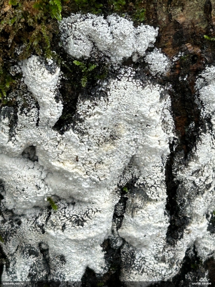 Klājeniska sēne (nenoteikta)