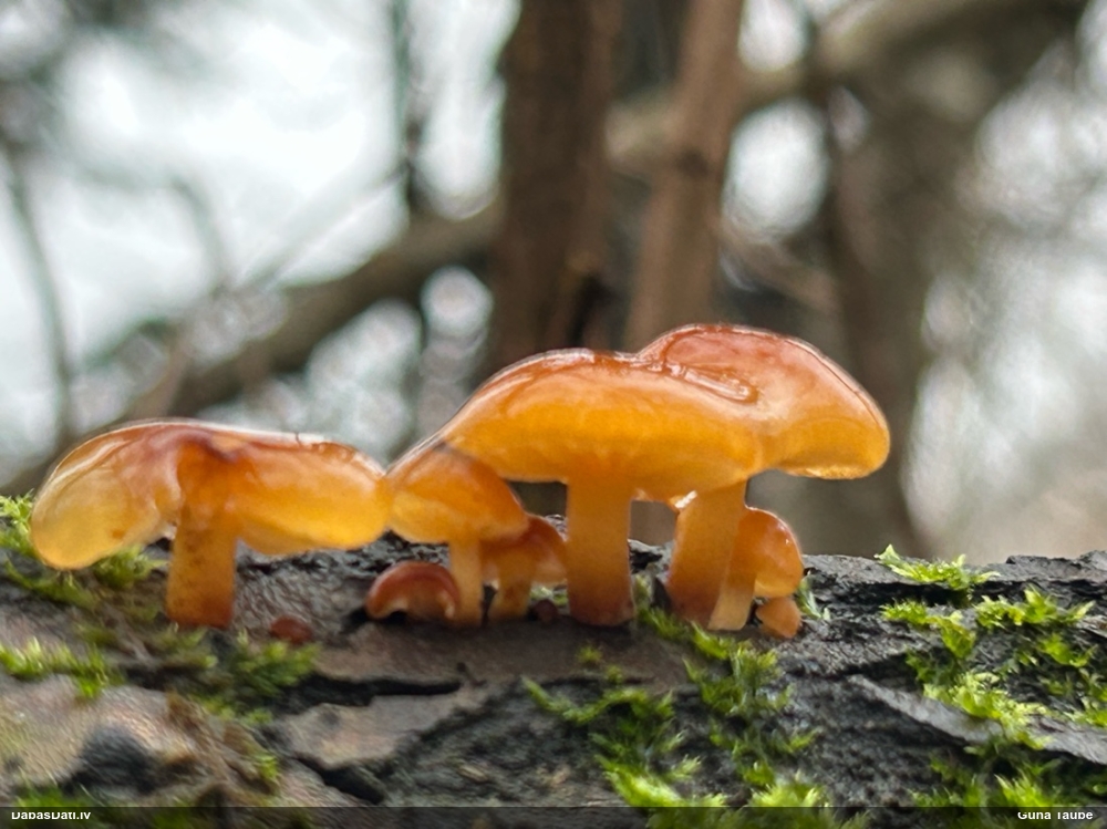 Samtainā ziemene (ziemas celmene)