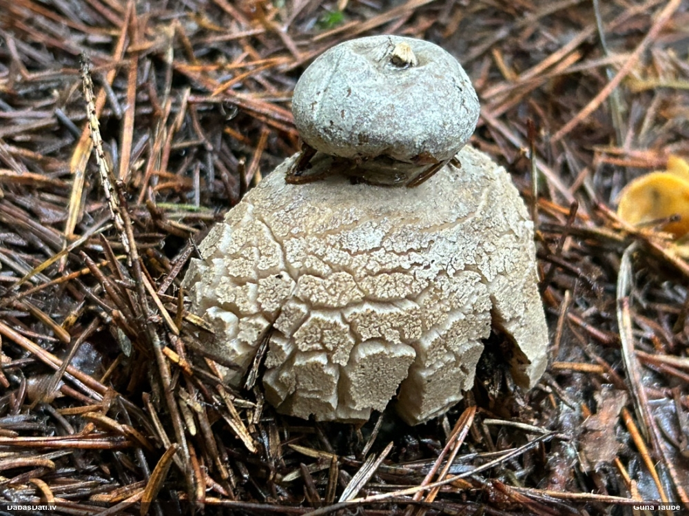 Zemeszvaigzne (nenoteikta)