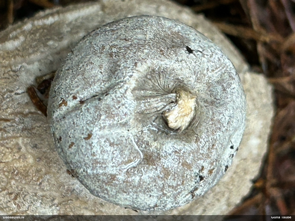 Zemeszvaigzne (nenoteikta)