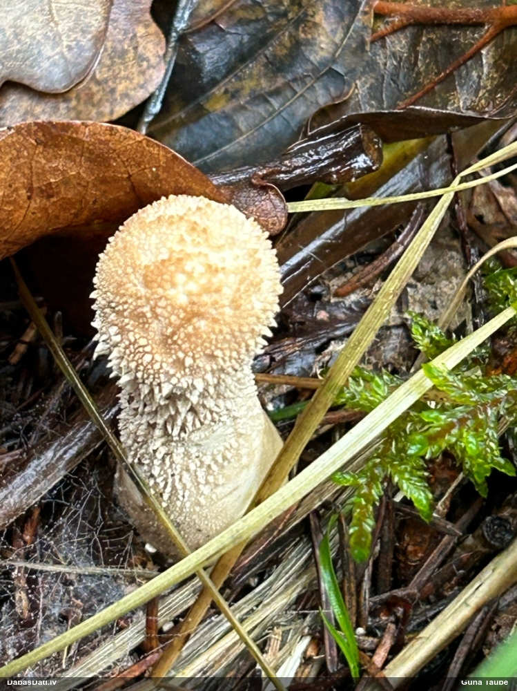 Kātainais zaķpūpēdis