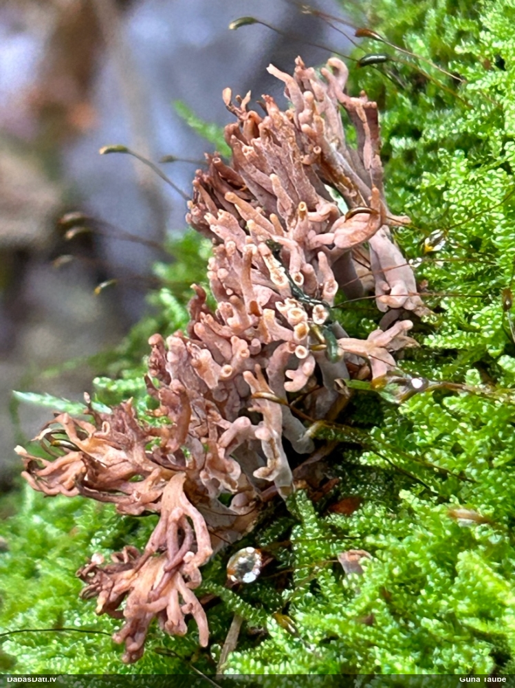 Sēne Lentaria byssiseda