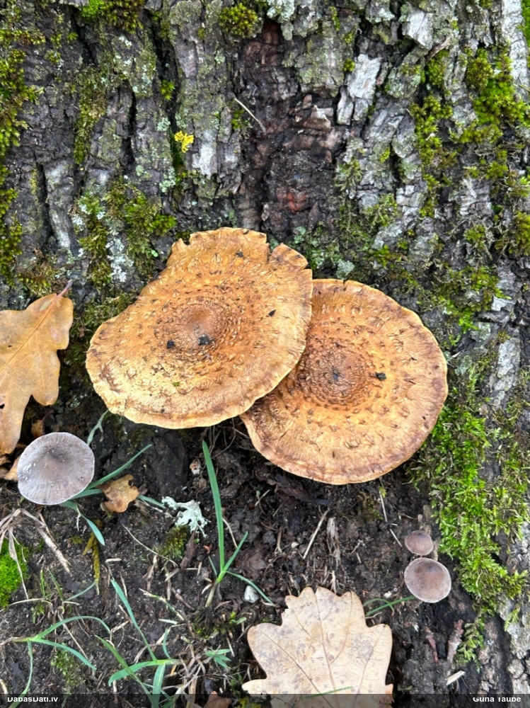 Spurainā zvīnene