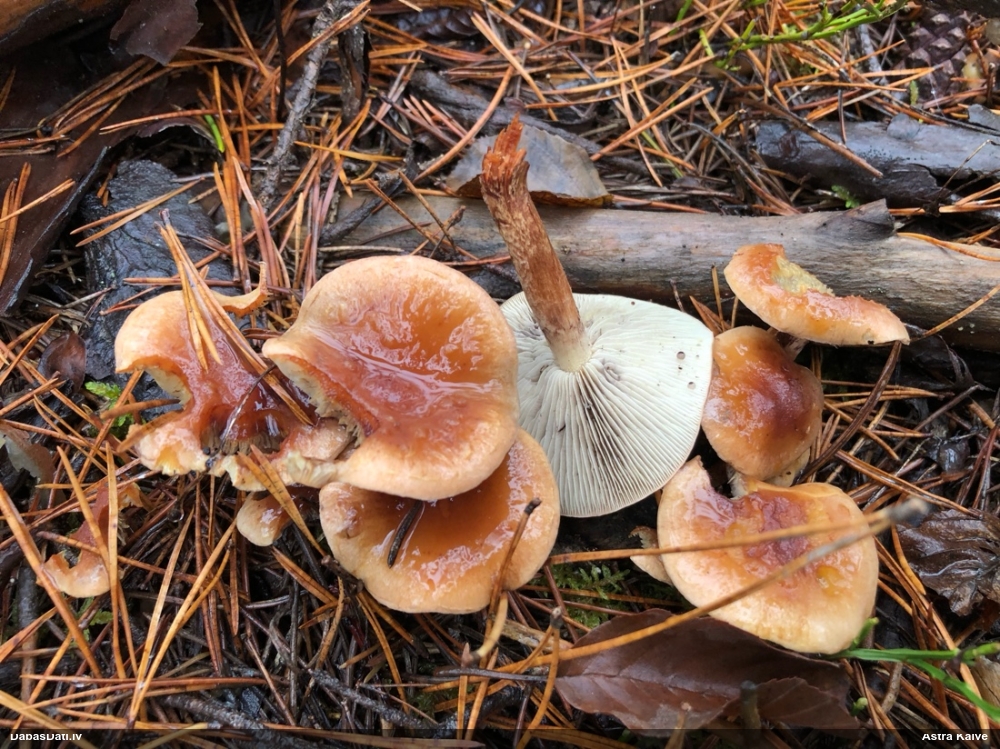 Brūnvidus bārkstmale