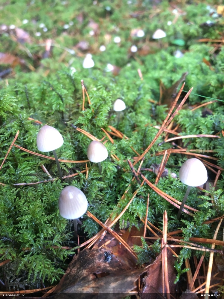 Sēntiņa (nenoteikta)