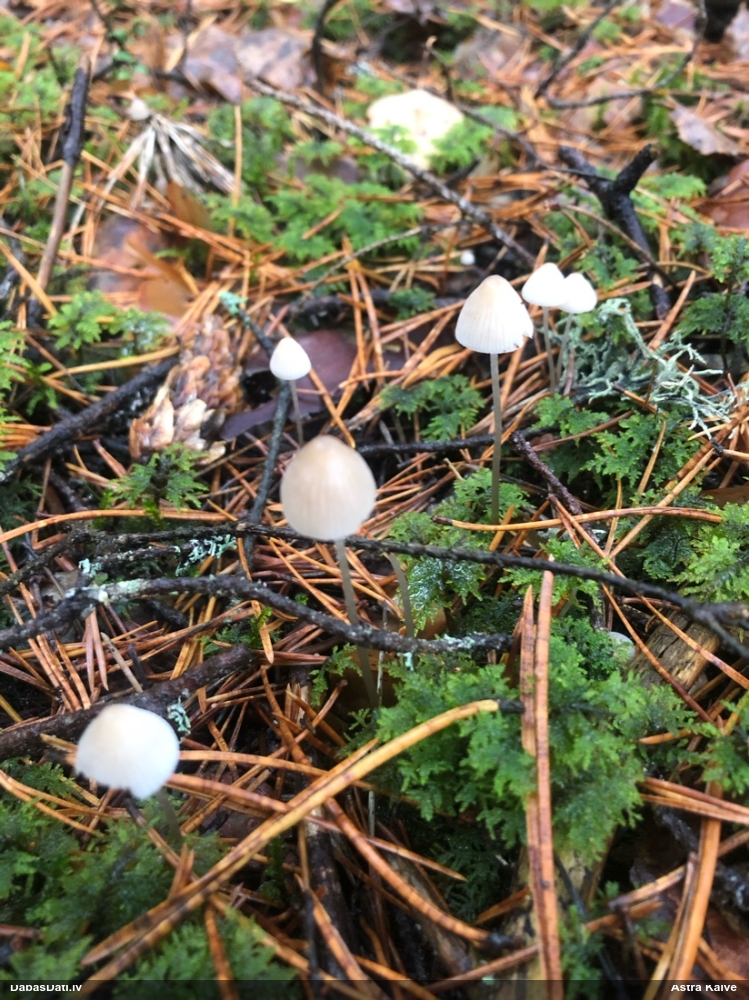 Sēntiņa (nenoteikta)