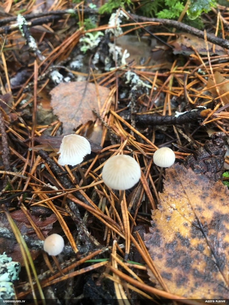 Sēntiņa (nenoteikta)