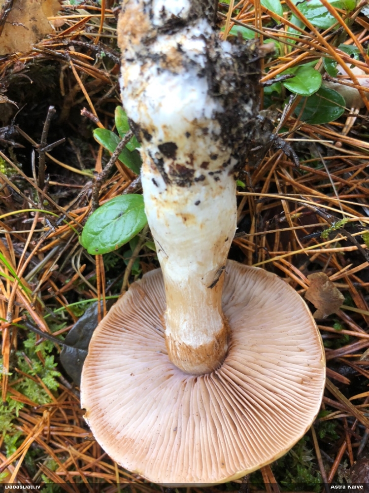 Tīmeklene Cortinarius sp.