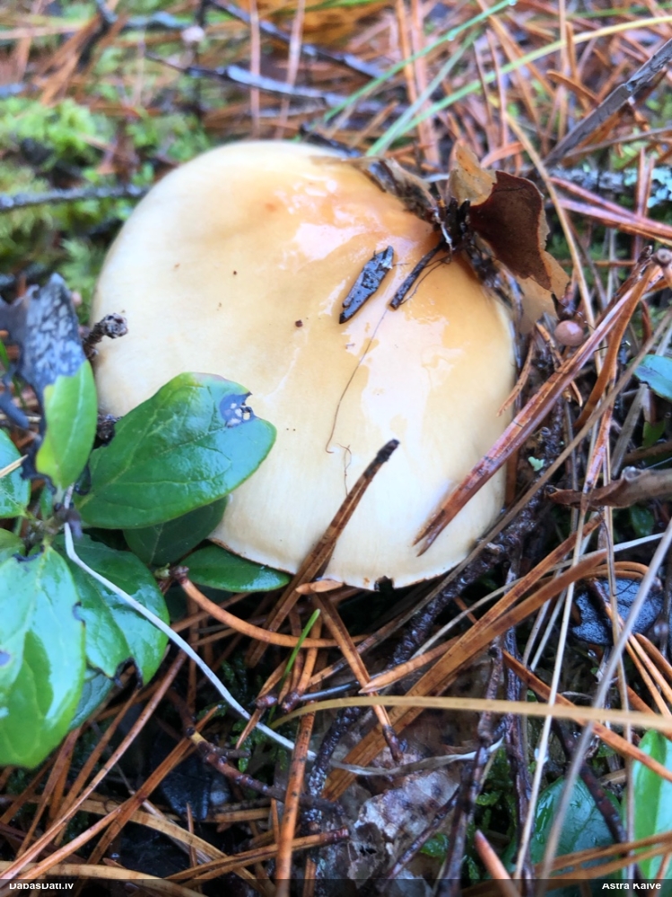 Tīmeklene Cortinarius sp.