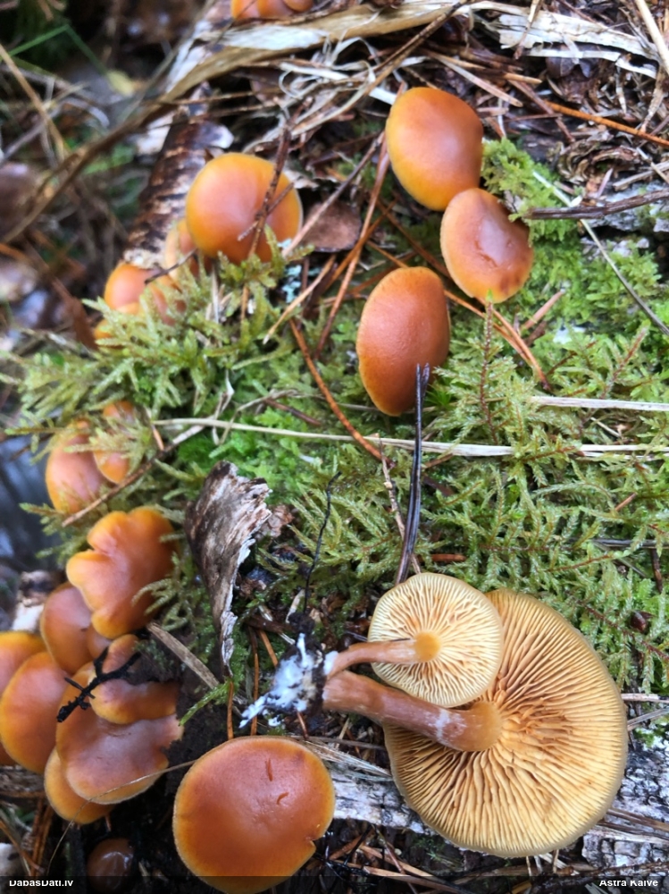 Liesmene Gymnopilus sp.
