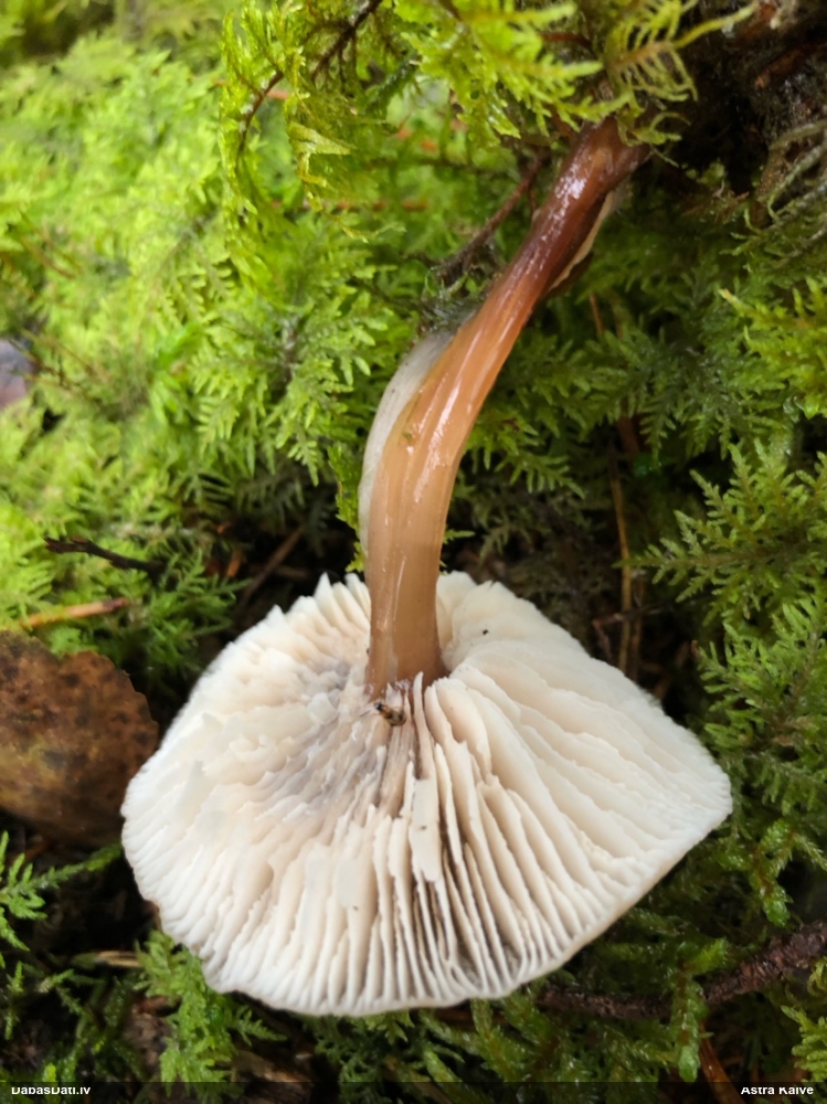 Vērdiņsēne (nenoteikta)