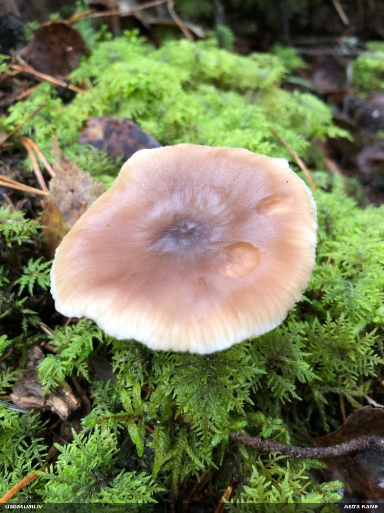 Vērdiņsēne (nenoteikta)