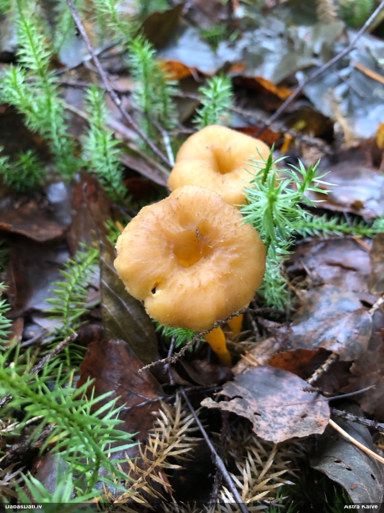 Sekstainā gailene