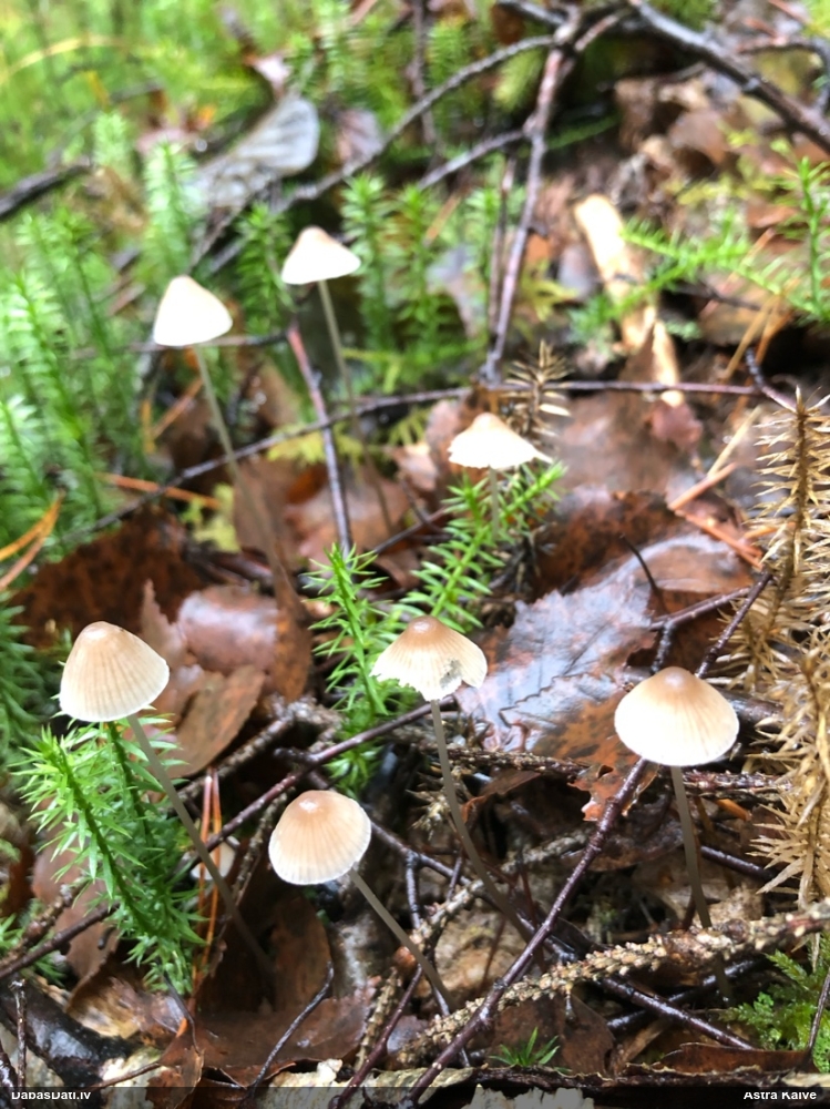 Sēntiņa (nenoteikta)