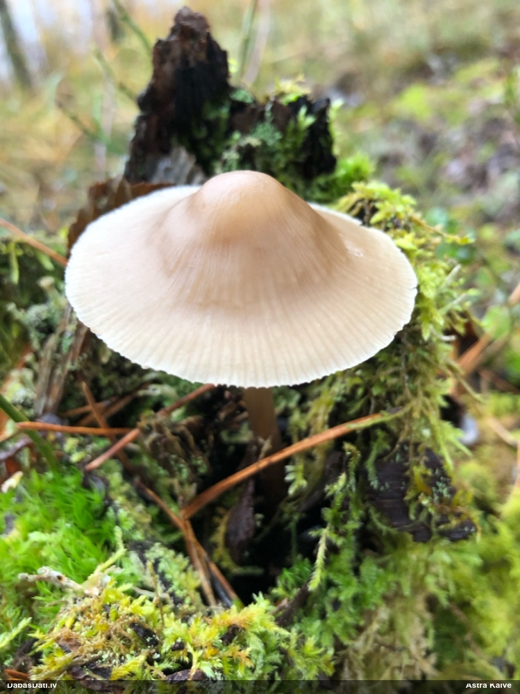 Sēntiņa (nenoteikta)