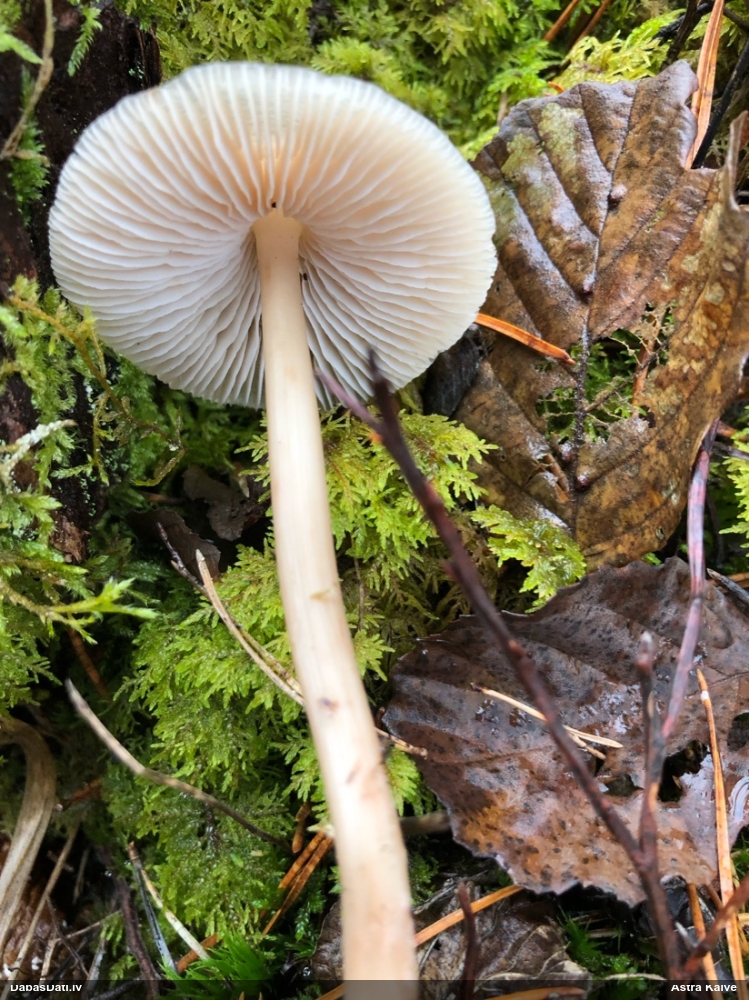 Sēntiņa (nenoteikta)