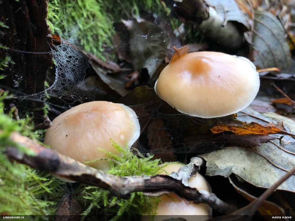 Lapiņsēne (nenoteikta)