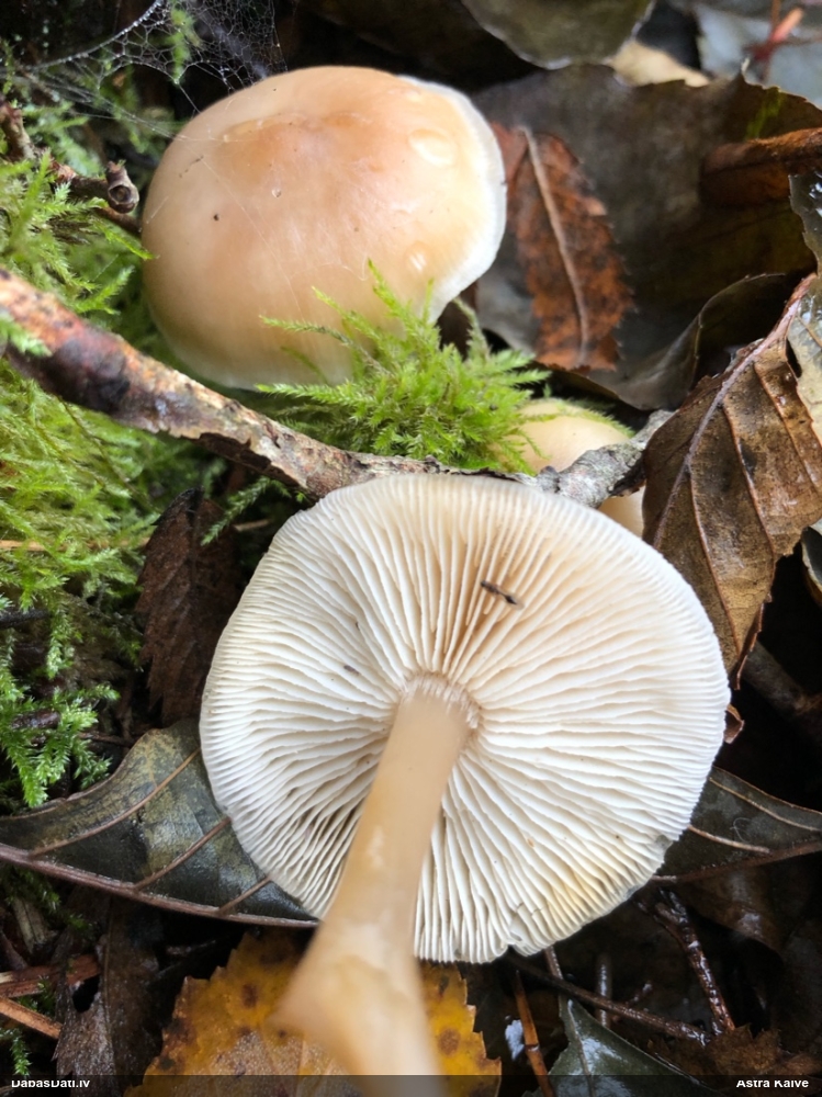 Lapiņsēne (nenoteikta)