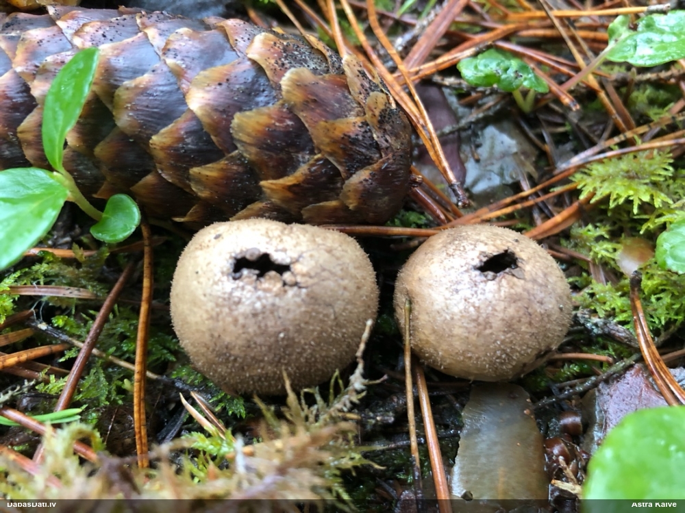 Kārpainais pūpēdis