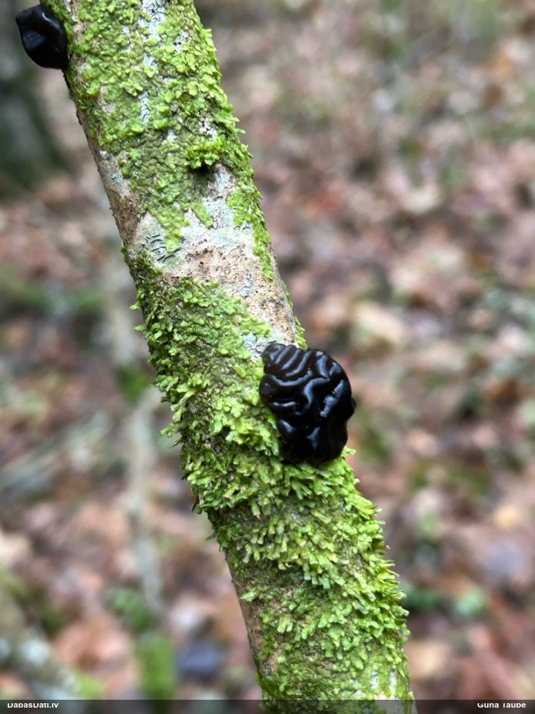 Black Jelly Roll